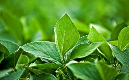 Soja: ajustes y consejos de manejo para que La Niña pase más desapercibida