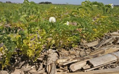 El amarillamiento del garbanzo avanza y le resta hectáreas al cultivo