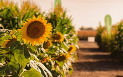 El clima eclipsa al girasol: la sequía frenó la siembra y hay lotes con daños por las heladas