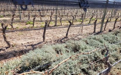 Vinos orgánicos: las tendencias del mercado y el perfil de los consumidores argentinos