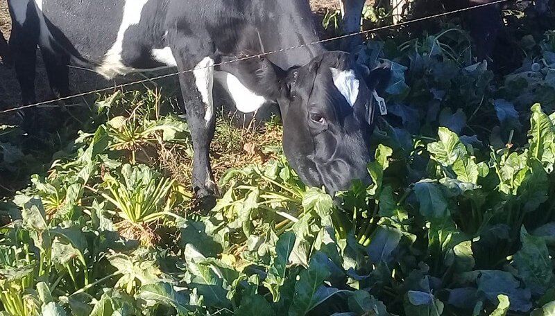 En Río Negro, los ganaderos suman remolacha para ganar kilos en el lote