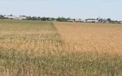 El 90% de los productores está entre “mal” y “muy mal” por la sequía