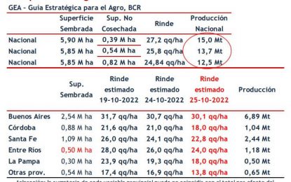 El trigo, en caída libre: advirtieron que la cosecha puede desplomarse hasta solo 12,5 millones de toneladas