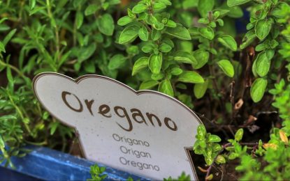 Con aroma a buen negocio: el orégano va por sus sellos de calidad y origen