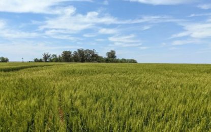 Una tregua para el trigo: con las lluvias, unas 500.000 hectáreas salieron de condición de sequía