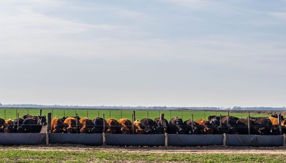 Tasas de interés, falta de agua y menores salarios, un combo letal para los feedlots