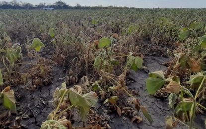 Sequía: cuáles son los datos y previsiones que maneja el Gobierno