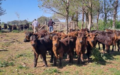 Hay que pasar el verano: recomendaciones para que el rodeo no decaiga ante la falta de agua