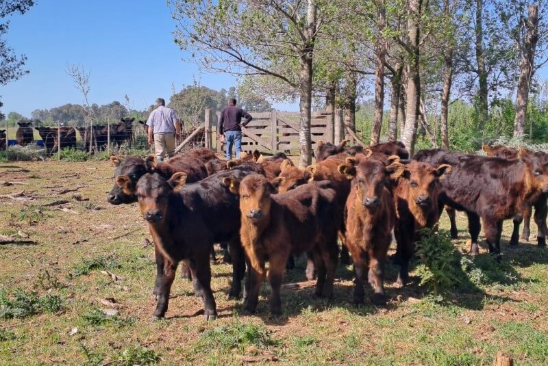 Hay que pasar el verano: recomendaciones para que el rodeo no decaiga ante la falta de agua