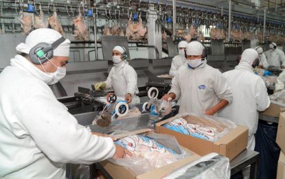 El pollo argentino desplega sus alas exportadoras