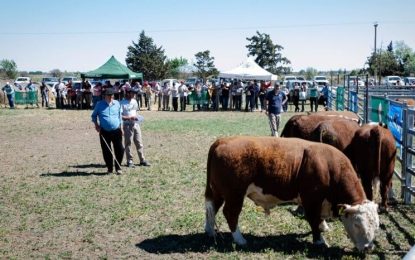 Los reproductores, un negocio que no para de crecer mientras el mercado interno está planchado