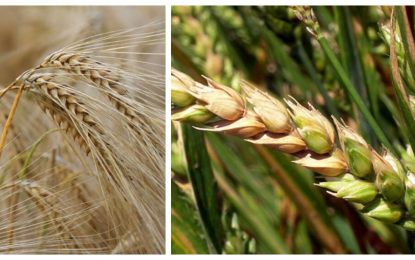 Las noches cálidas, una consecuencia del cambio climático que les cae mal al trigo y la cebada