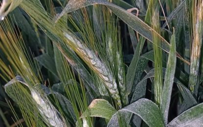 Otra helada golpeó al trigo bonaerense el fin de semana