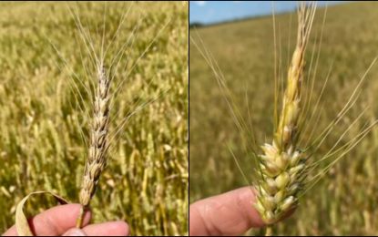 La última estocada al trigo en la zona núcleo: la helada tardía del fin de semana largo