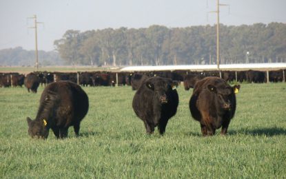 Respira la vaca: China se prepara para retomar las compras y mejora el precio