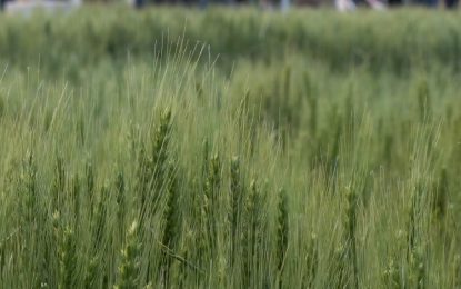 En el sur bonaerense, el trigo enfrentó 133 heladas: la fecha de siembra, el factor diferencial