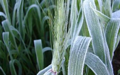 Heladas súper tardías e intensas: hubo récord de frío en varios puntos del país