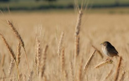 La prórroga para las exportaciones y ventas de trigo divide opiniones en la Mesa de Enlace