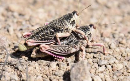 El Senasa declaró la alerta fitosanitaria en la Patagonia por la Tucura sapo