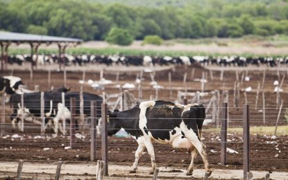 Una científica argentina diseñó una cepa viral contra una enfermedad bovina que no tiene cura
