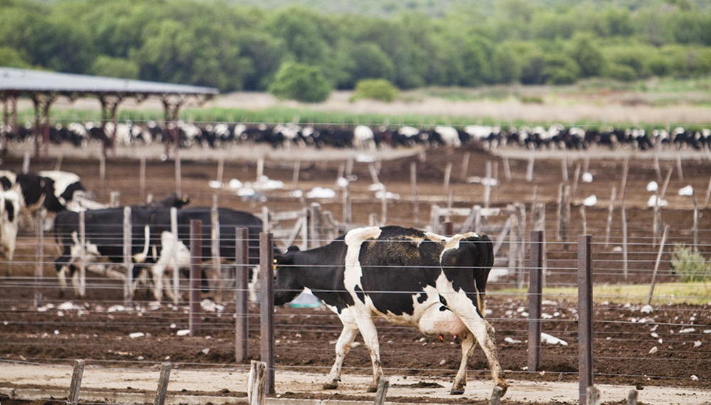 Una científica argentina diseñó una cepa viral contra una enfermedad bovina que no tiene cura