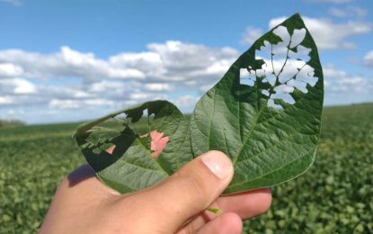 Larga vida a la soja Bt: tres claves para retrasar resistencias en lepidópteros