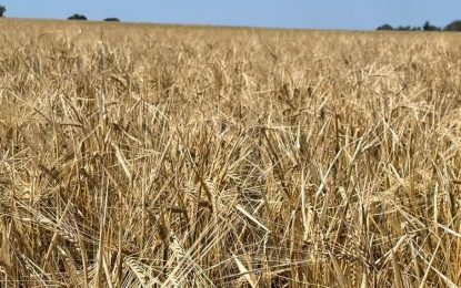 Avanzan las cosechadoras y advierten más caída de rinde en trigo y cebada