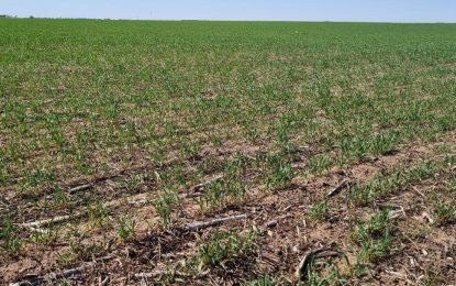 Por seca y heladas, el trigo y la cebada perderán exportaciones por U$S 3.300 millones