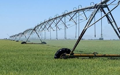 En Entre Ríos, el trigo sorprende en medio de la seca: con el uso de efluentes, los rindes explotaron