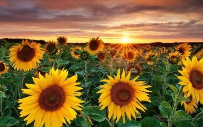 Desde Chaco, salió el primer lote de girasol que llegó a puerto esta campaña
