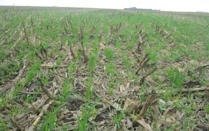 Malezas: en la campaña 2021/22 aumentó el uso de herbicidas preemergentes