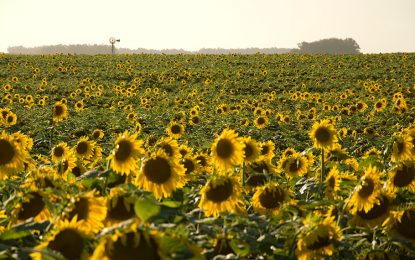 Reparos en la agroindustria por las compensaciones en el aceite de mesa: “El Gobierno nos dijo que será transitorio”