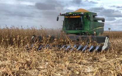 El maíz no frena su caída y anticiparon cosecha de 44,5 millones de toneladas