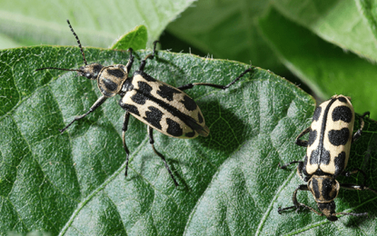 Preocupación entre los ganaderos por la presencia del “7 de oro”, la plaga que se expandió a causa de la sequía