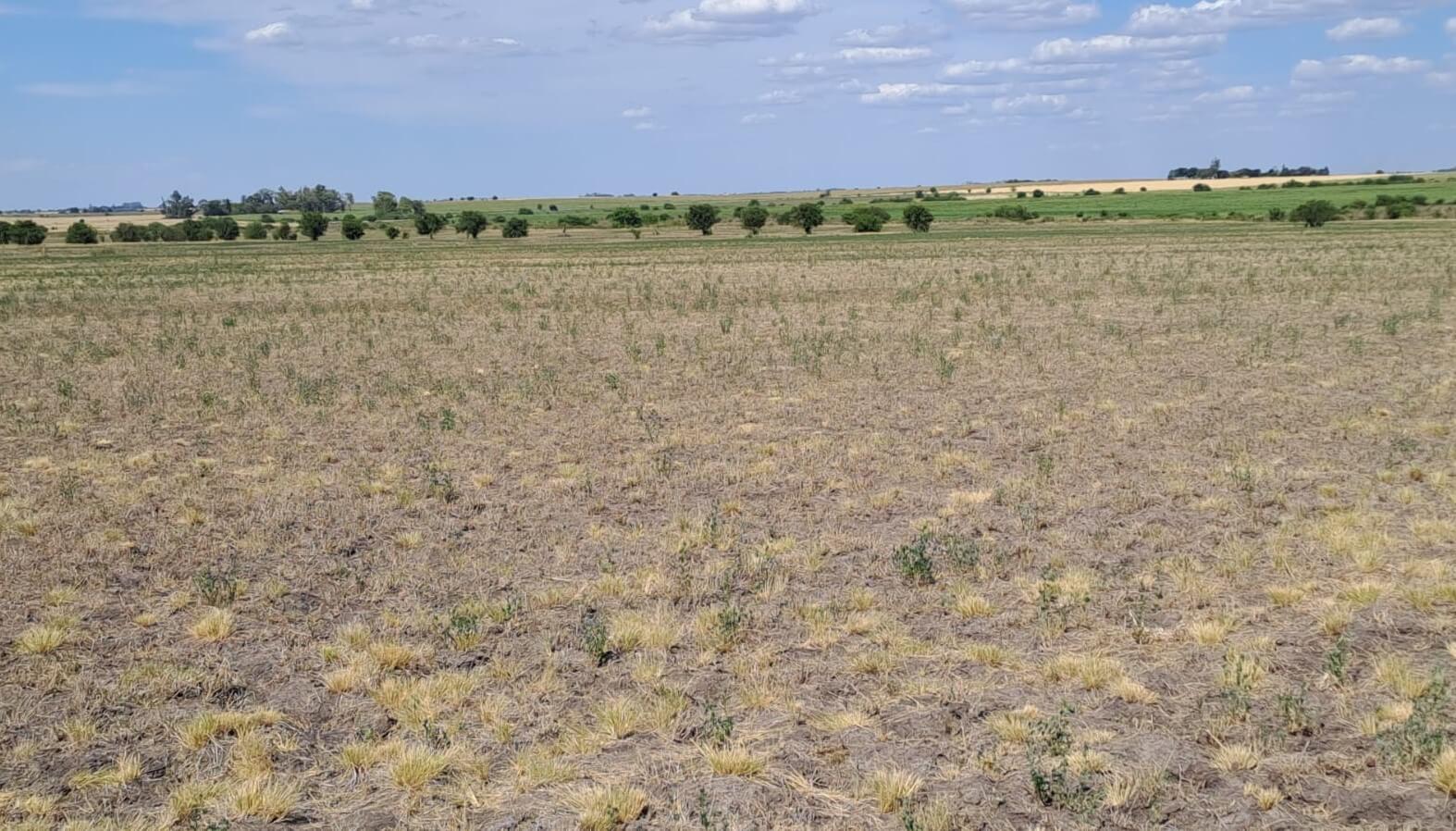 Buenos Aires extendió el estado de emergencia y desastre agropecuario hasta marzo