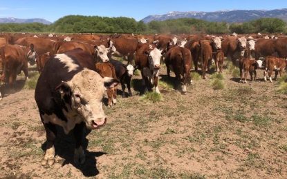 Corderos, novillos y pinos que se combinan en la cordillera patagónica: un día en los campos de Benetton