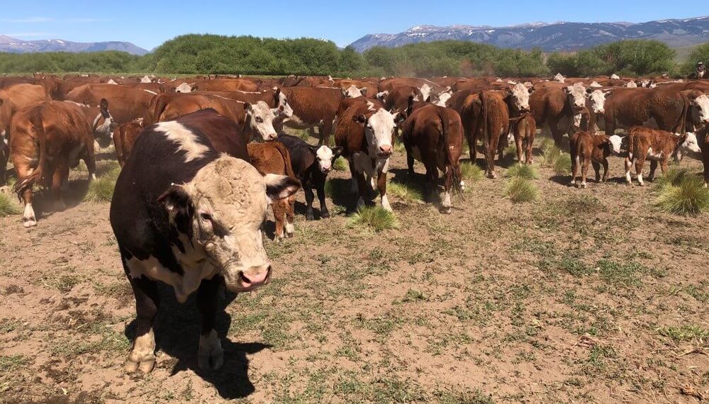 Corderos, novillos y pinos que se combinan en la cordillera patagónica: un día en los campos de Benetton