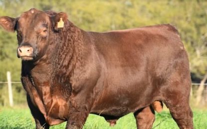 Los cálculos biliares bovinos valen oro: uno de los decomisos más insólitos de Aduana en 2022