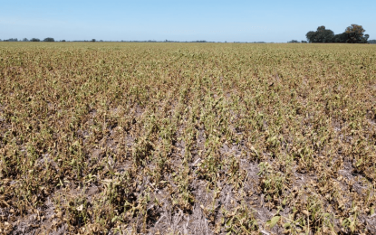 El clima sigue jugando su partido contra la cosecha argentina: se perdieron otras 8 millones de toneladas