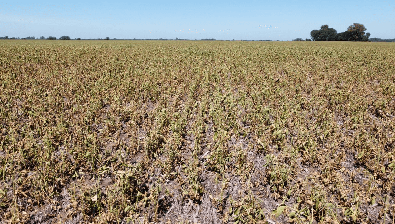 El clima sigue jugando su partido contra la cosecha argentina: se perdieron otras 8 millones de toneladas