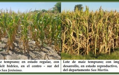 La cosecha de maíz da sus primeros pasos y confirma los malos presagios