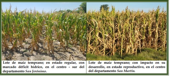 La cosecha de maíz da sus primeros pasos y confirma los malos presagios