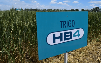 Trigo HB4: en medio de la sequía, afirman que rindió hasta 40% más que las variedades convencionales