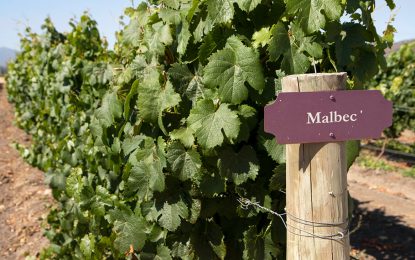 El vino, con claroscuros: las exportaciones cayeron 40% en 2022, pero se destacaron los varietales