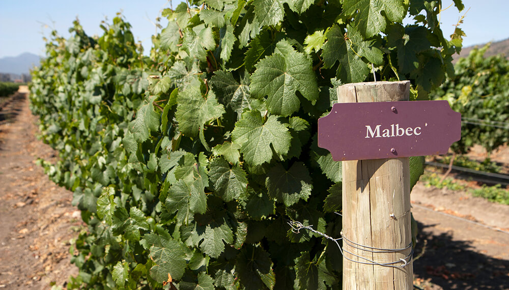 El vino, con claroscuros: las exportaciones cayeron 40% en 2022, pero se destacaron los varietales