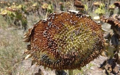 Norte de Santa Fe: la soja y el maíz mostraron una “rápida reacción” ante la llegada de las lluvias