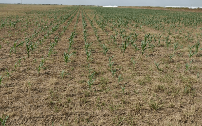 En Córdoba ya se perdieron 660.000 hectáreas: casi 10% del área sembrada