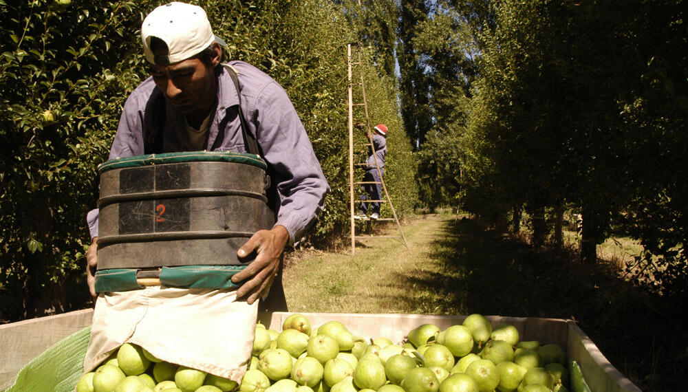 La pera de exportación pierde productores: “Tiene un costo de U$S 0,37 y nos pagan U$S 0,25”