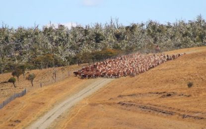 En Tierra del Fuego, logran 97% de preñez: un planteo ganadero modelo en el “fin del mundo”