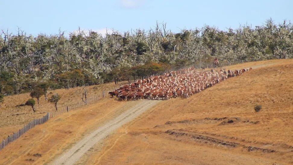 En Tierra del Fuego, logran 97% de preñez: un planteo ganadero modelo en el “fin del mundo”